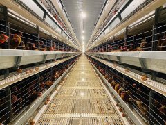 同轴电缆榜-金凤牧业蛋鸡养殖从动化设备国际尺