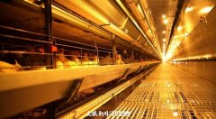 年产鸡蛋10亿枚！松桃蛋鸡财产快速兴起